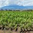  Land for sale in San Roque, Imbabura, San Roque, Antonio Ante, Imbabura