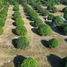  Land for sale in Castillejos, Central Luzon, Castillejos