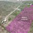  Land for sale in Tixpehual, Yucatan, Tixpehual
