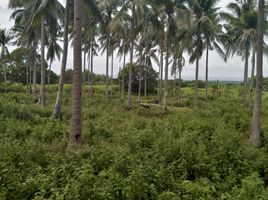  Land for sale in Dauin, Negros Oriental, Dauin