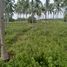  Land for sale in Dauin, Negros Oriental, Dauin