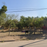  Grundstück zu verkaufen in Navojoa, Sonora, Navojoa