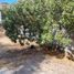 4 Bedroom House for sale in Cordillera, Santiago, Puente Alto, Cordillera
