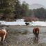  Terreno (Parcela) en venta en Chile, Coihaique, Coihaique, Aisén del General Carlos Ibáñez del Campo, Chile