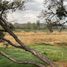 Terreno (Parcela) en venta en Salamanca, Guanajuato, Salamanca