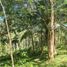  Land for sale in Sugbongcogon, Misamis Oriental, Sugbongcogon