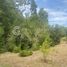  Land for sale in Chile, La Union, Ranco, Los Rios, Chile