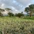  Land for sale in Compostela, Nayarit, Compostela