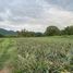  Land for sale in Compostela, Nayarit, Compostela