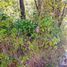  Land for sale in Mineral Del Chico, Hidalgo, Mineral Del Chico