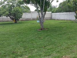  Terrain for rent in Yucatan, Merida, Yucatan