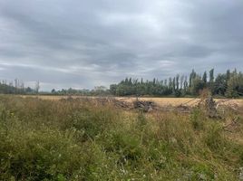  Terreno (Parcela) en venta en Bulnes, Diguillín, Bulnes