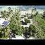 Terreno (Parcela) en venta en Othon P Blanco, Quintana Roo, Othon P Blanco