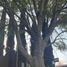  Terreno (Parcela) en venta en Huimilpan, Querétaro, Huimilpan