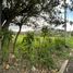  Land for sale in Vilcabamba Victoria, Loja, Vilcabamba Victoria, Loja, Loja
