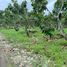  Land for sale in Santo Domingo De Los Colorados, Santo Domingo De Los Tsachilas, Santo Domingo De Los Colorados, Santo Domingo, Santo Domingo De Los Tsachilas