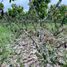  Land for sale in Santo Domingo De Los Colorados, Santo Domingo De Los Tsachilas, Santo Domingo De Los Colorados, Santo Domingo, Santo Domingo De Los Tsachilas