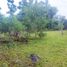 Terrain à vendre à Dauis, Central Visayas, Dauis