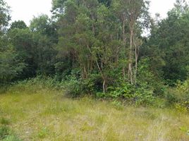  Terreno (Parcela) en venta en Ranco, Los Ríos, Lago Ranco, Ranco