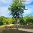  Land for sale in Alfonso, Calabarzon, Alfonso