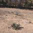  Land for sale in Omitlan De Juarez, Hidalgo, Omitlan De Juarez