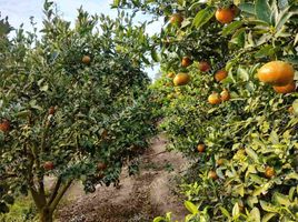  Terreno (Parcela) en venta en Aucallama, Huaral, Aucallama