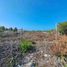  Terreno (Parcela) en venta en Hunucma, Yucatán, Hunucma