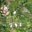  Land for sale in Dosquebradas, Risaralda, Dosquebradas