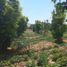  Land for sale in Vista Alegre, Ica, Vista Alegre, Nazca