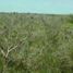  Land for sale in Tixkokob, Yucatan, Tixkokob