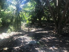  Land for sale in Negros Oriental Negros Island Region, Dauin, Negros Oriental