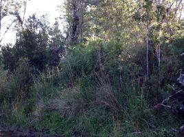  Terrain for sale in Ancud, Chiloe, Ancud