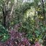 Land for sale in Chile, Mariquina, Valdivia, Los Rios, Chile