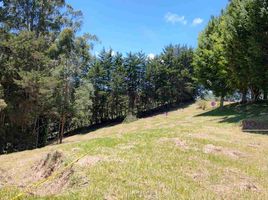 在哥伦比亚出售的 土地, Rionegro, Antioquia, 哥伦比亚