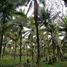  Land for sale in Aloran, Northern Mindanao, Aloran, Misamis Occidental