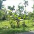  Land for sale in Bangli, Bali, Kintamani, Bangli