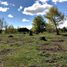  Land for sale in Chile, Loncoche, Cautin, Araucania, Chile