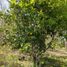  Land for sale in Cadereyta Jimenez, Nuevo Leon, Cadereyta Jimenez
