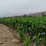  Terreno (Parcela) en venta en Chancay, Huaral, Chancay