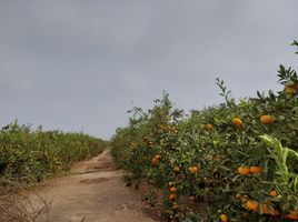 在Huaral, Lima出售的 土地, Huaral, Huaral