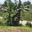  Terrain for sale in Pastaza, Puyo, Pastaza, Pastaza