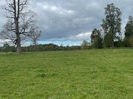  Land for sale in Chile, Frutillar, Llanquihue, Los Lagos, Chile