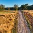  Land for sale in Chile, La Union, Ranco, Los Rios, Chile