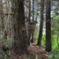  Land for sale in Chile, Osorno, Osorno, Los Lagos, Chile