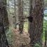  Land for sale in Chile, Osorno, Osorno, Los Lagos, Chile