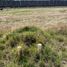  Land for sale in Silao, Guanajuato, Silao