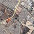  Land for rent in San Luis Potosi, San Luis Potosi, San Luis Potosi, San Luis Potosi