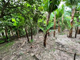  Terrain for sale in Catamayo La Toma, Catamayo, Catamayo La Toma