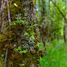  Land for sale at Fundo Las Ortigas, Fresia, Llanquihue, Los Lagos, Chile