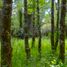  Land for sale at Fundo Las Ortigas, Fresia, Llanquihue, Los Lagos, Chile
